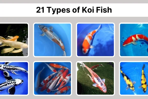 21 Types of Koi Fish Identification with Pictures