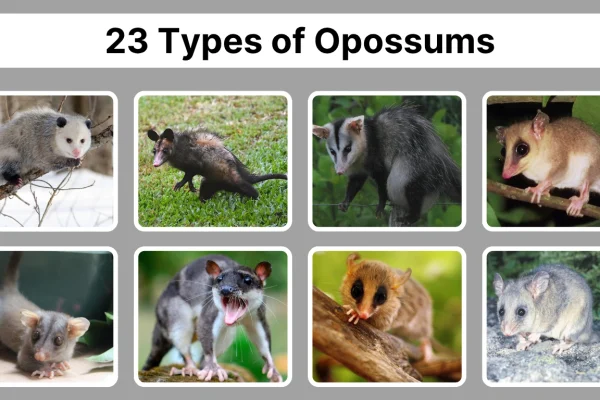23 Types of Opossums Identification With Pictures