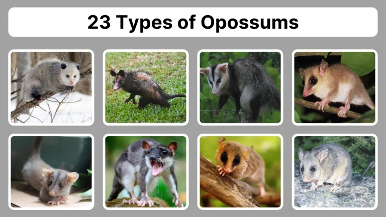 23 Types of Opossums Identification With Pictures