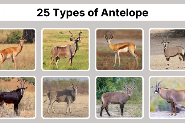 25 Types of Antelope: Species Identification with Pictures