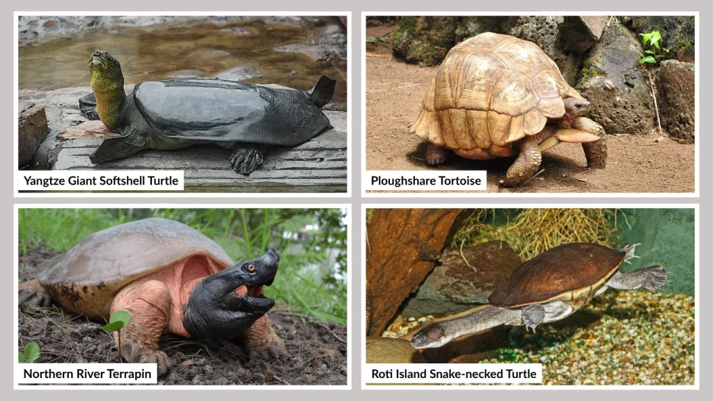 List of Critically Endangered Turtles and Tortoises