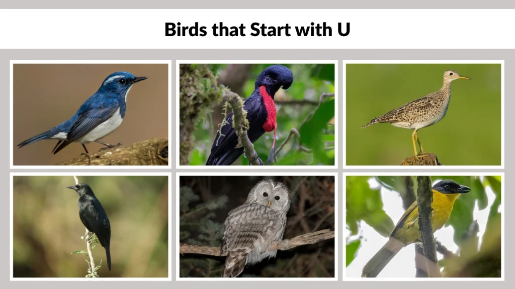 Birds that Start with U