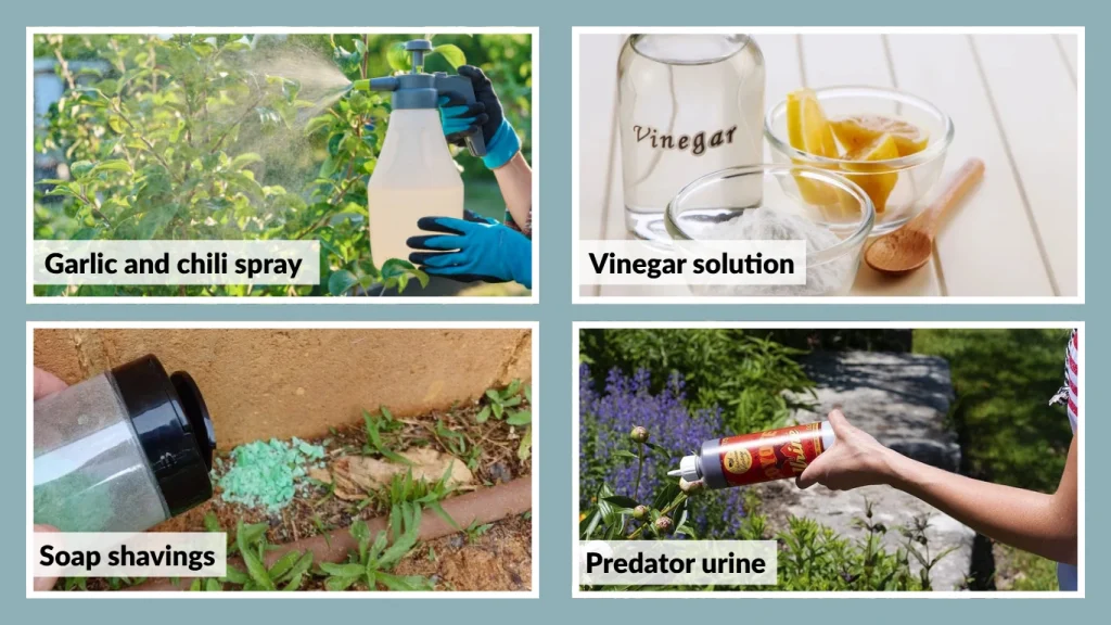 Use Natural Rabbit Repellents