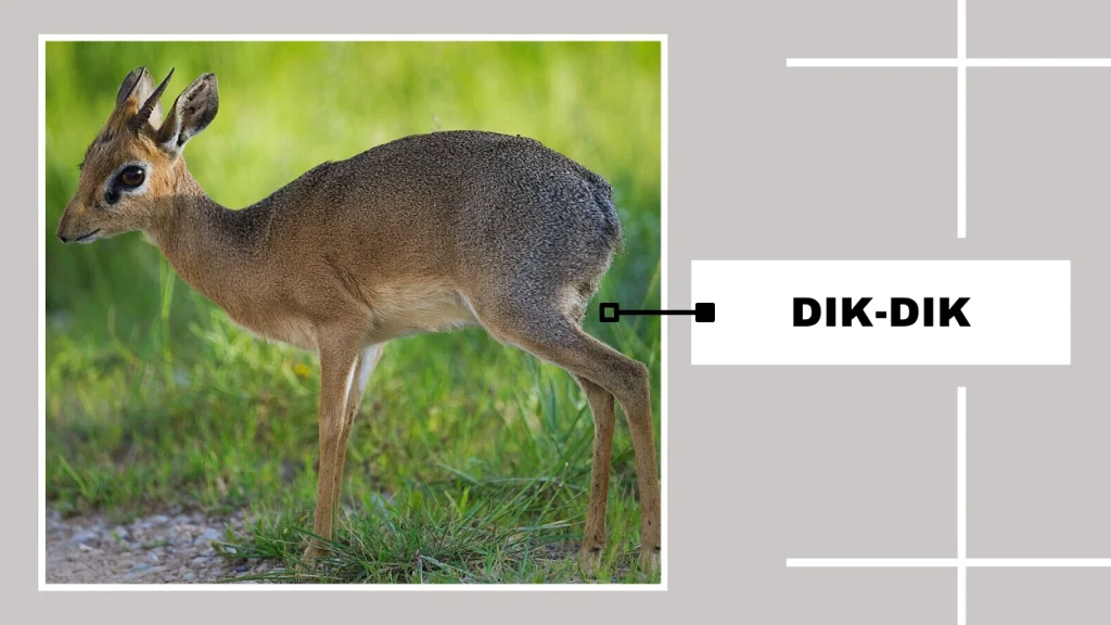 Dik-dik (Madoqua spp.)
