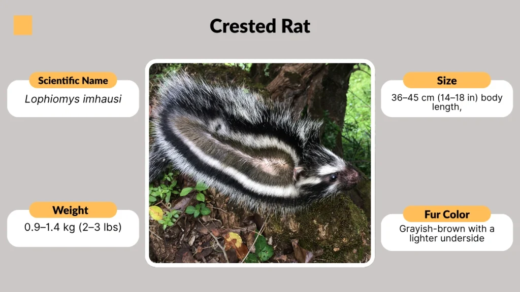 Crested Rat