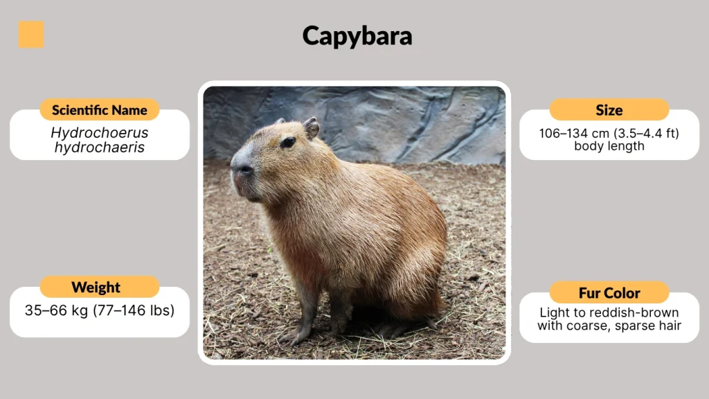  Capybara