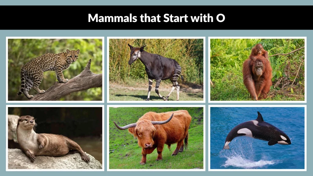 Mammals that Start with O