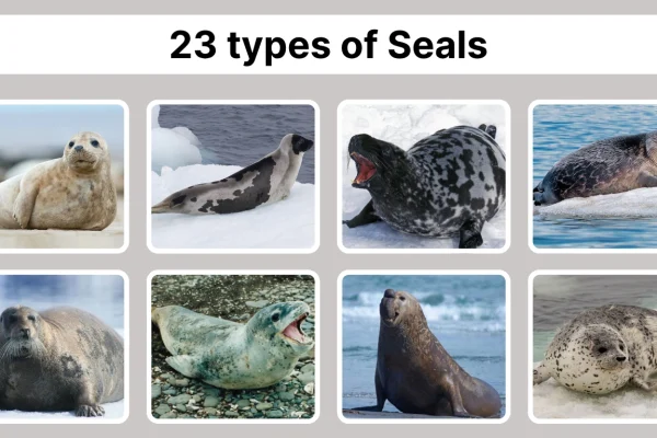 23 types of Seals Different Species Identification with Pictures
