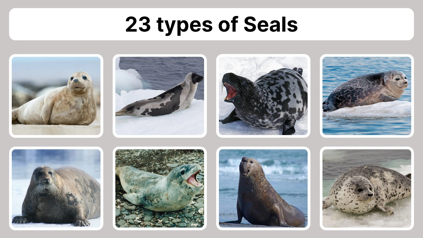 23 Types Of Seals Different Species Identification With Pictures 23 Types Of Seals Different Species Identification With Pictures