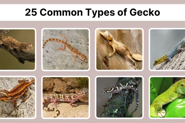 25 Common types of gecko Identification with Pictures