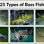 25 Types of Bass fish Identification with Species name