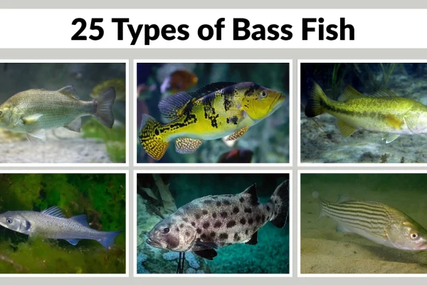 25 Types of Bass fish Identification with Species name
