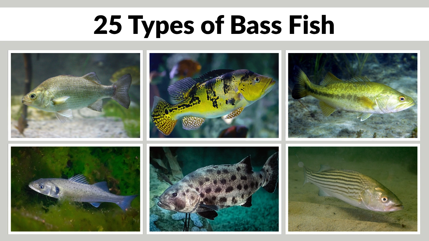 25 Types of Bass fish Identification with Species name