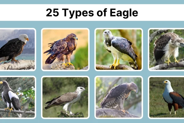 25 Types of Eagle Species Identification with Pictures