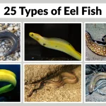 25 Types of Eel Fish Identification With Species