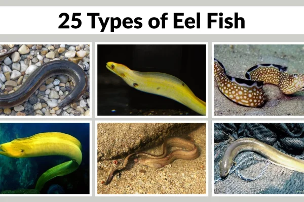 25 Types of Eel Fish Identification With Species