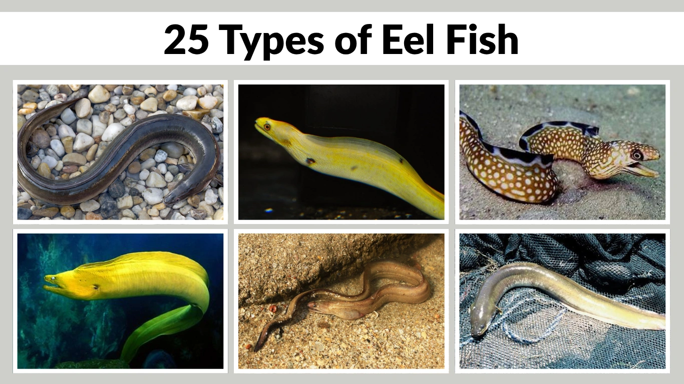 25 Types of Eel Fish Identification With Species