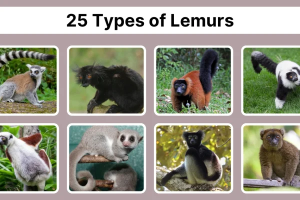 25 Types of Lemurs Unique Species Identification with Pictures