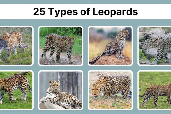 25 Types of Leopards Different Species Identification with Pictures