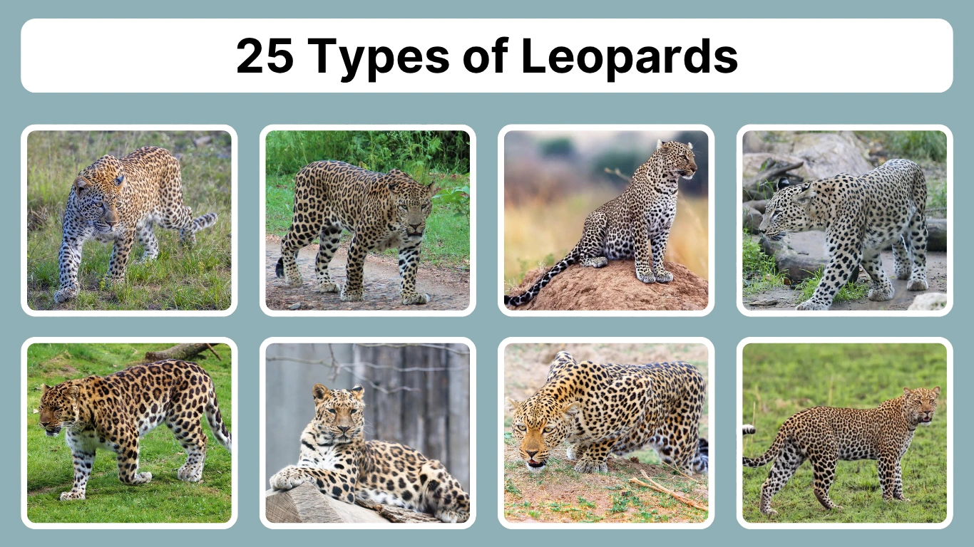 25 Types of Leopards Different Species Identification with Pictures