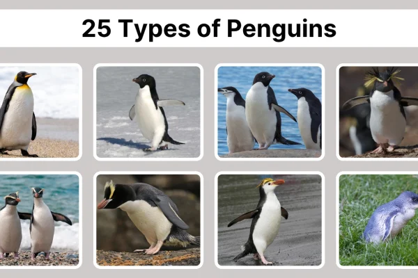 25 Types of Penguins Species & Subspecies Identification