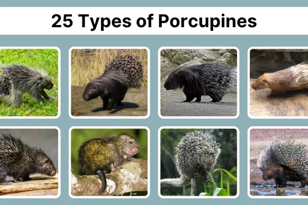 25 Types of Porcupines Species Identification with Pictures