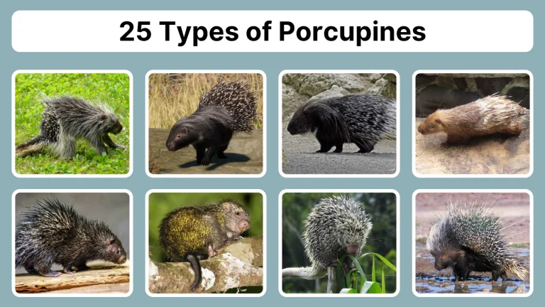 25 Types of Porcupines: Species Identification with Pictures