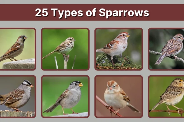 25 Types of Sparrows Regional Identification with Photos