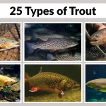 25 Types of Trout Identification with Pictures
