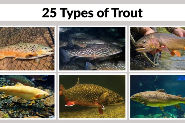 25 Types of Trout Identification with Pictures
