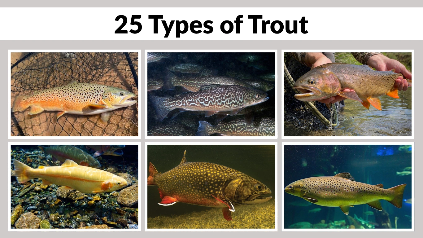 25 Types of Trout Identification with Pictures