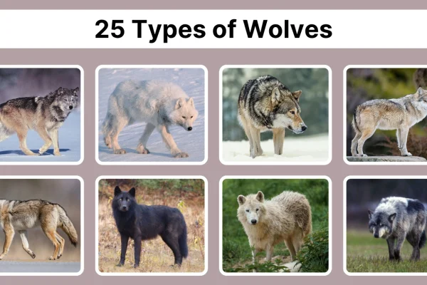 25 Types of Wolves Species Identification with Pictures