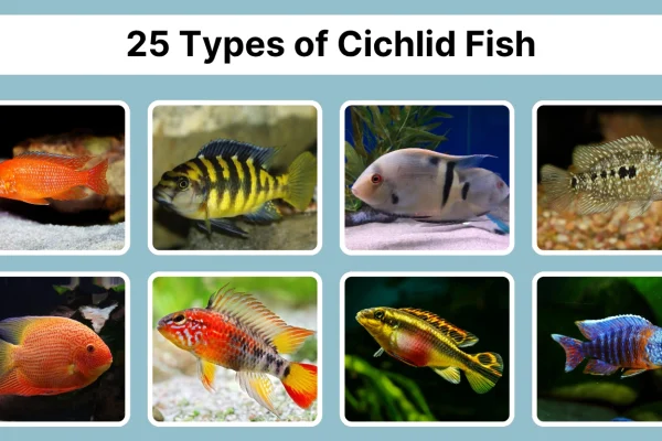 25 Types of cichlid fish Identificaton with Pictures