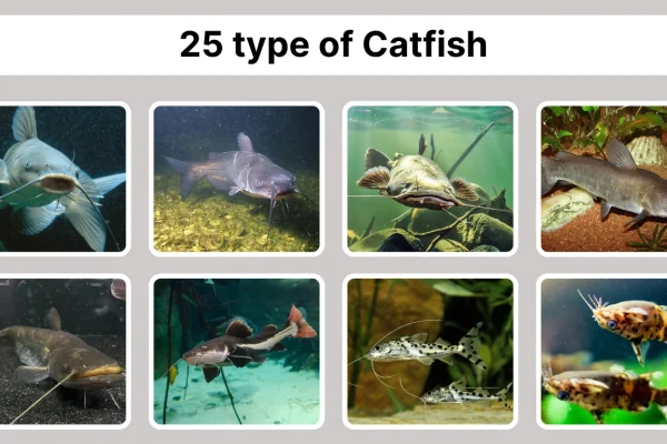 25 type of Catfish Identification with Pictures