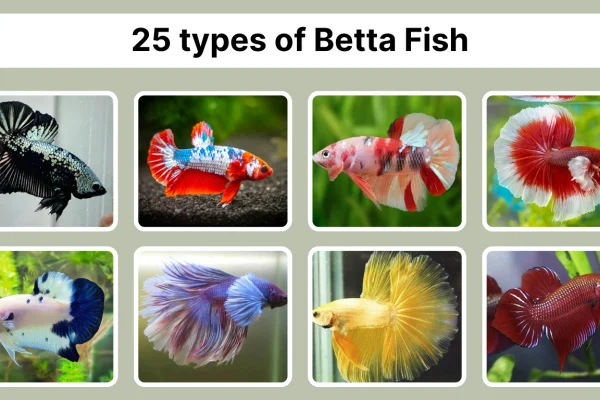 25 types of Betta fish identification with pictures