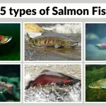 25 types of Salmon Fish Identification with Species name