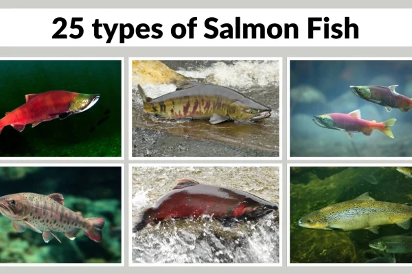 25 types of Salmon Fish Identification with Species name