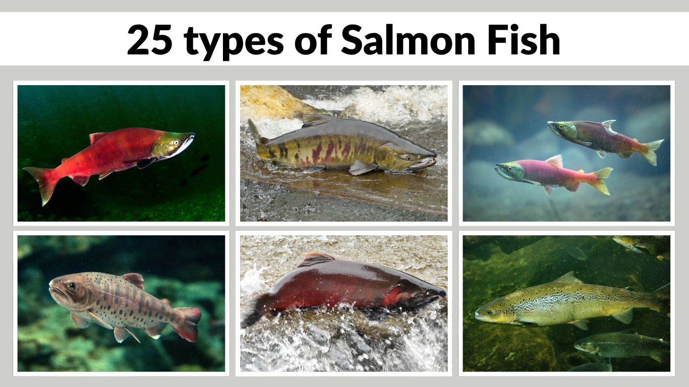 25 types of Salmon Fish Identification with Species name