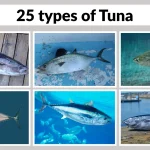 25 types of Tuna Identification with Pictures