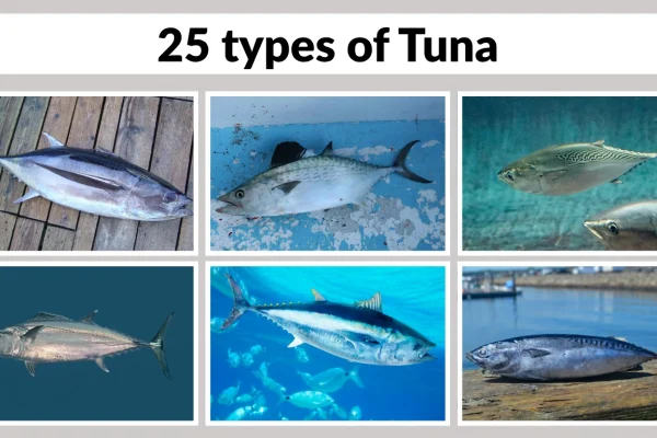 25 types of Tuna Identification with Pictures