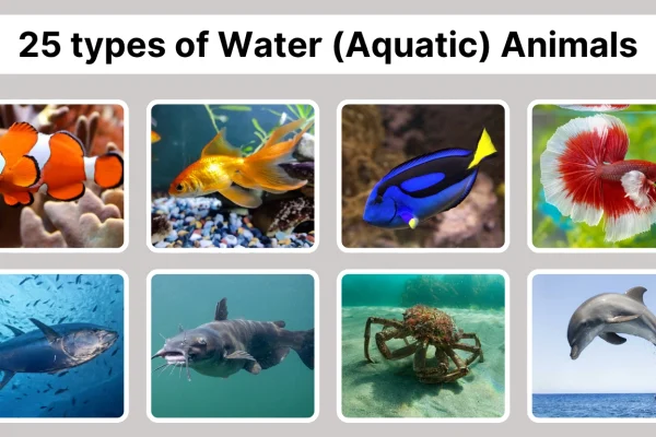 25 types of Water (Aquatic) animals Identification with Pictures