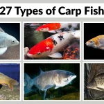 27 Types of Carp Fish Identification With Species