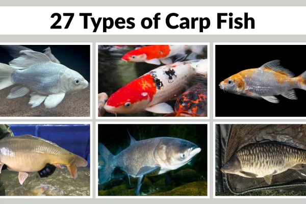 27 Types of Carp Fish Identification With Species