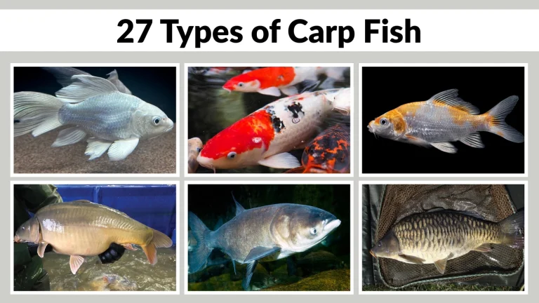 27 Types of Carp Fish Identification With Species