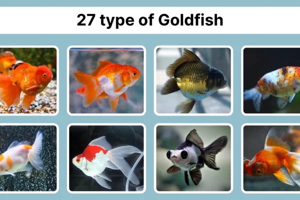 27 type of Goldfish Identification with Pictures