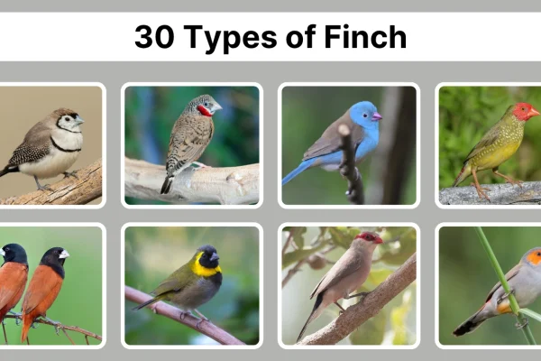 30 Types of Finch Species Identification with Pictures