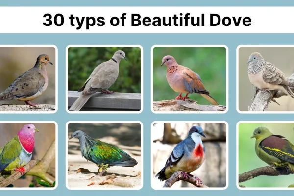30 typs of Beautiful Dove Species Identification With Pictures