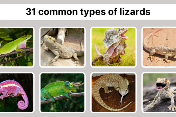 31 common types of lizards Identification with Pictures