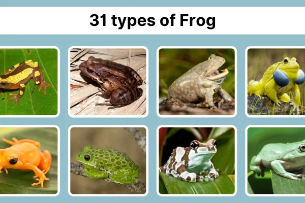31 types of Frog Species Identification with Pictures