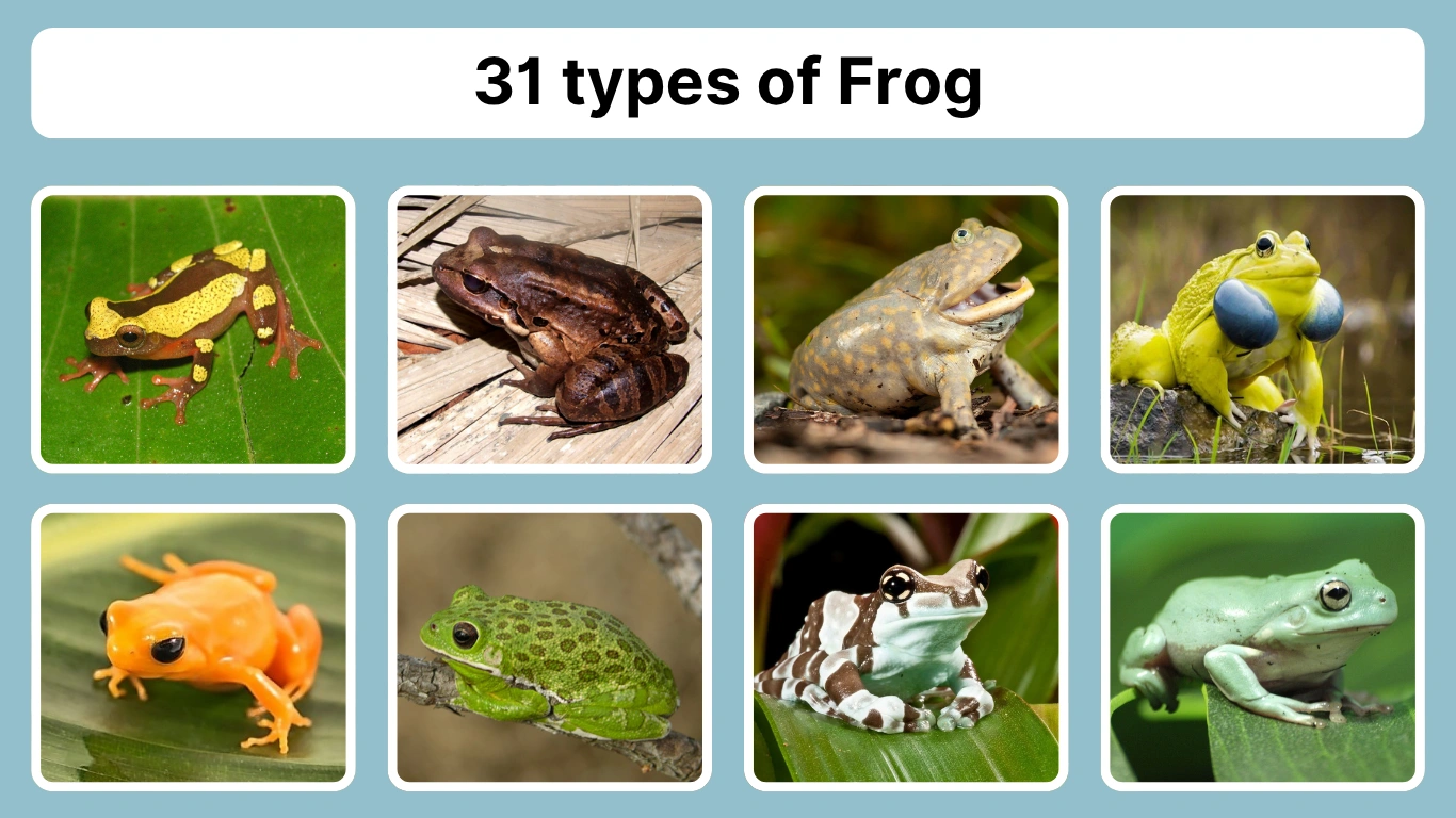 31 types of Frog Species Identification with Pictures